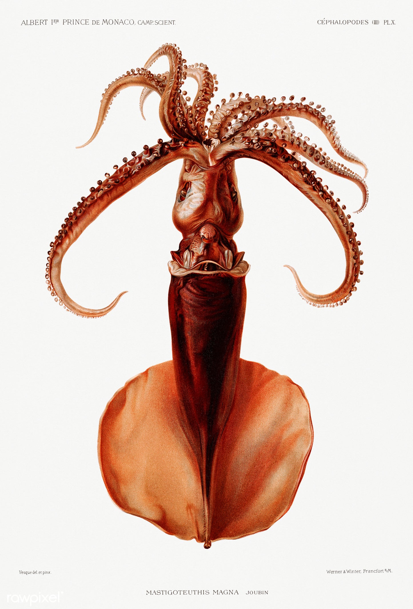 Squid Vintage Poster